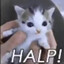可爱小猫