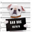 BAD DOG