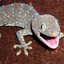 Chill Gecks