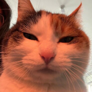 沸羊羊大驾光临