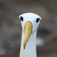 Albatross - steam id 76561197965664200