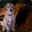 Baxter