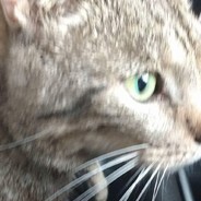 Hektor1919 skins.army