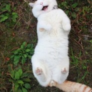 Meow