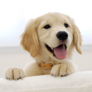 โoเลี้ยง