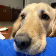 康宁不爱玩游戏