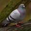 pigeon