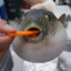 Puffer