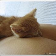 kittenbut1