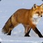 (Foxy)/fixi\GOODY