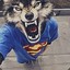 Wolfyyy!! xD