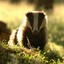 A Badger