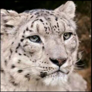 探花骚B多真假雪豹说