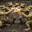 4 frogs fist fighting over a pie