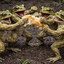 4 frogs fist fighting over a pie