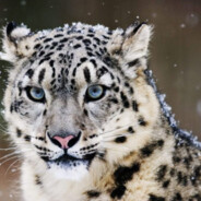 (发把龙狙）芝士雪豹