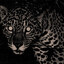 JAGUARZ