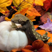 弥撒结束前的玫瑰