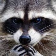 Raccoon