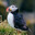 Kingpuffin