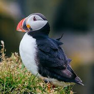 Kingpuffin