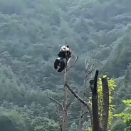 天下兵马~大-元帅！