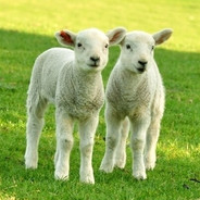 我是间谍，不要开枪！