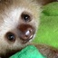 A Sloth Panda