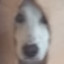 Giantutuca