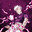 cezx-