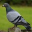 The_Recluse_Pigeon