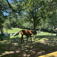 P - steam id 76561198436843833