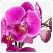 ORCHID111