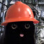 hardhat construction cat