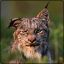The Golden Lynx