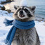 Raccoon