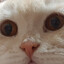 我家猫咪像个大包子