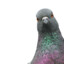 Pigeon