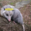 OpossumGod