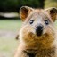 Quokka