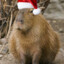 Capybara