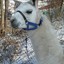 lama_Eva