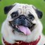 Mops1711