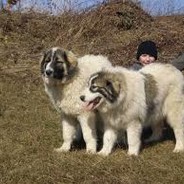 Bosnaski Tornjak - steam id 76561197971108005