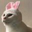 ♥meow♥