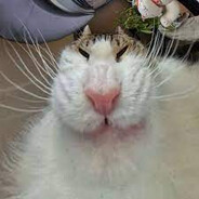 жиденько пошло