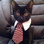 The Business Cat