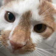 𝖙𝖚𝖓𝖆 skins.army