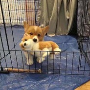 想想Niko会怎么做