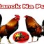 MANOK NA PULA